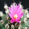 Baja Cactus Blossom (Our Version of the Brand Name) Fragrance Oil (8 LB Jug) for Candle Making, Soap Making, Tart Making, Room Sprays, Lotions, Car Fresheners, Slime, Bath Bombs, Warmers&#x2026;